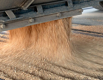 Grain flows from a truck chute, collecting into a large pile on the ground.