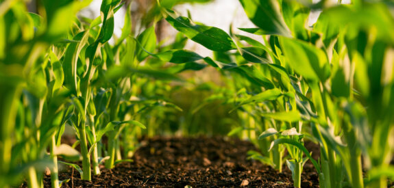 Young green plants in neat rows sprout from soil, seen at ground level under bright sunlight.