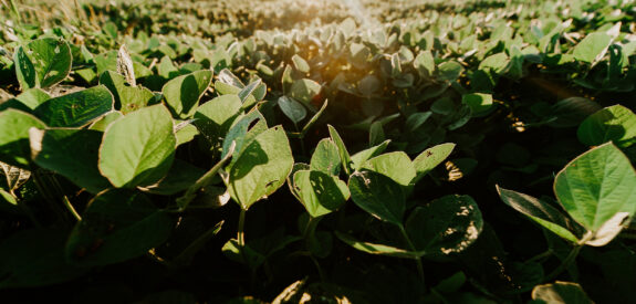 Green leaves in a field with warm sunlight in the background during sunrise or sunset, close-up view.
