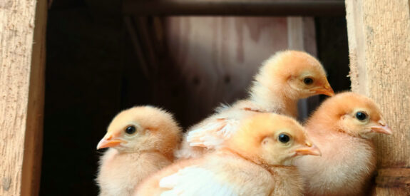 Four fluffy yellow chicks perch together on wood inside a coop, standing near a sunlit window.