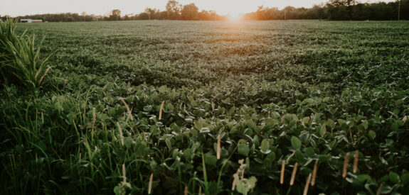 Sunset over a green crop field, sun near the horizon, distant trees lining the background.