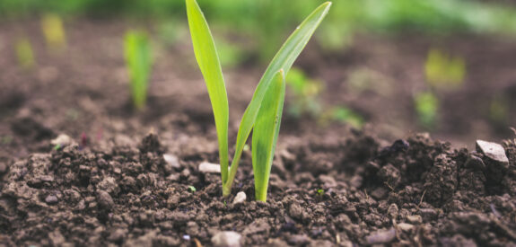 Green seedlings emerge from rich, dark soil against a soft-focus green background.