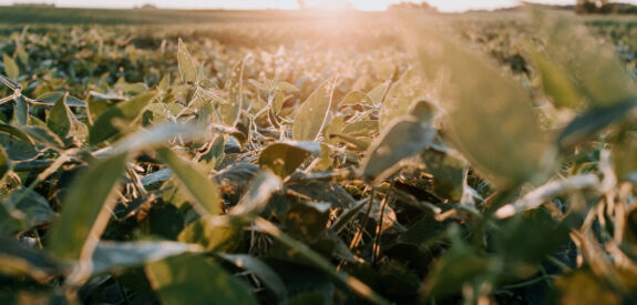 Green plants in a field lit by golden sunlight at sunrise or sunset, with rays shining through the leaves.