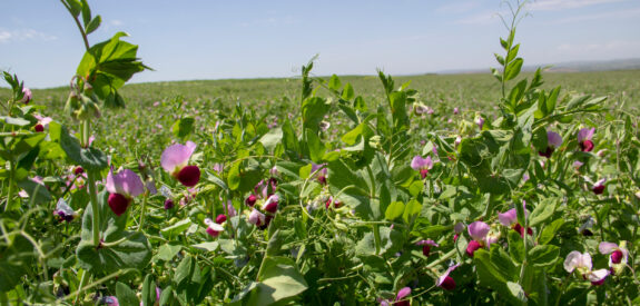 Sunny green field dotted with pink and white wildflowers beneath a clear blue sky.