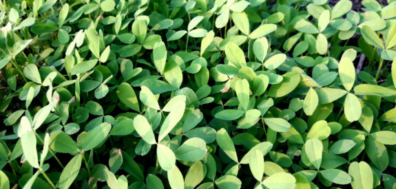 Lush green fenugreek leaves densely packed in a sunlit garden bed, viewed up close.