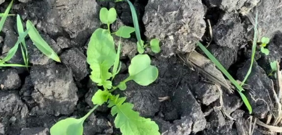 Small green plant with young leaves grows through cracked dark soil and sparse grass patches.