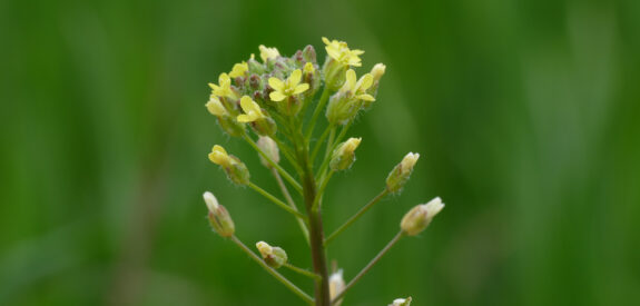 Yellow wildflower in bloom stands out against a softly blurred green background.