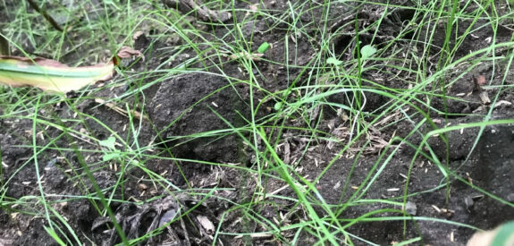 Green grass and plants sprout from dark soil, with rows of tall corn stalks visible in the background.
