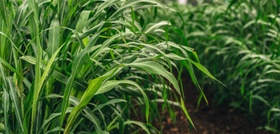 Rows of tall green grass in a field with brown soil and blurred trees in the distance.