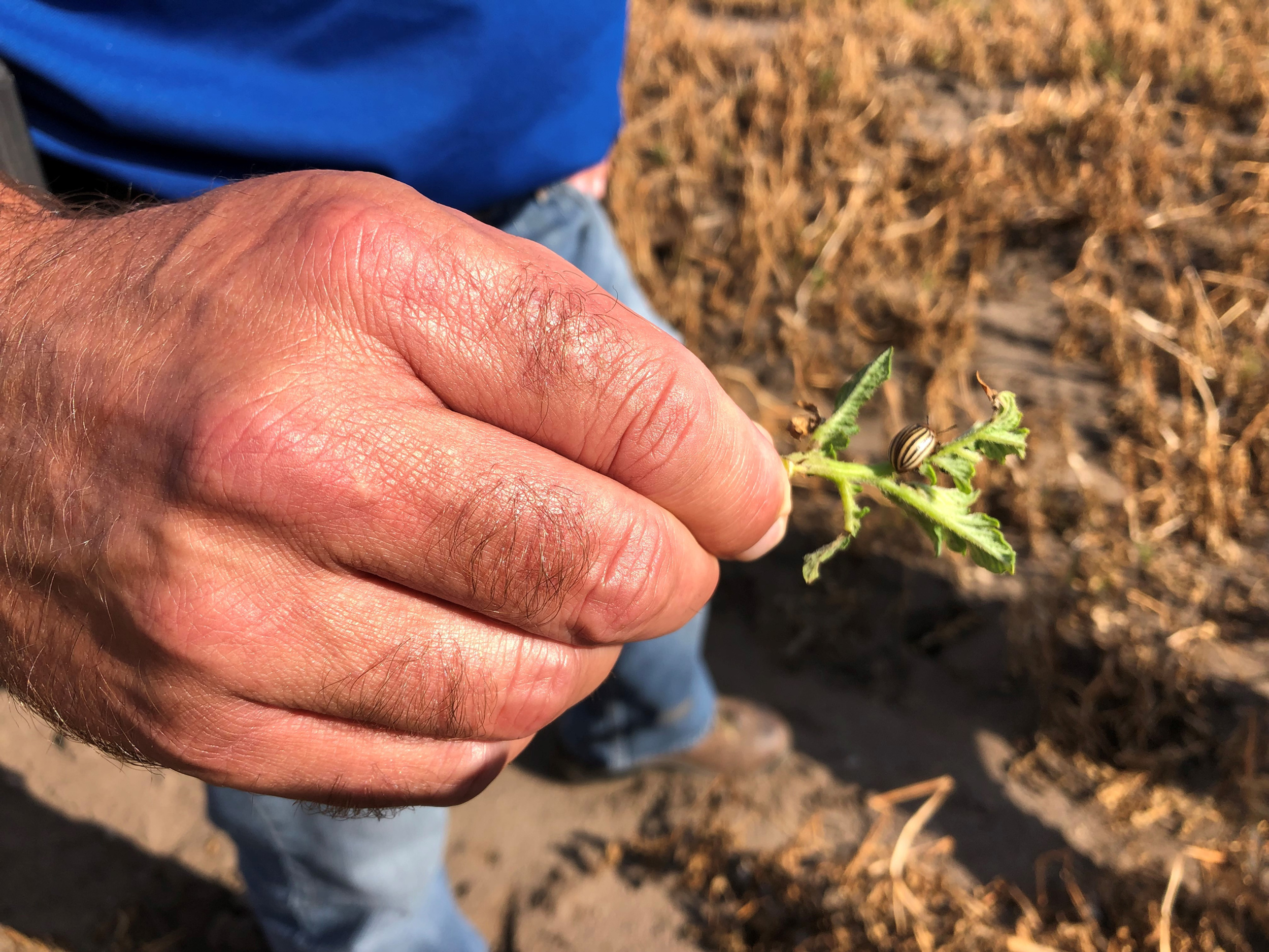 Colorado Potato Beetle shown on potato plant, Agricultural Cooperative in Buffalo MN