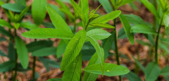 Slender-leaved green plant surrounded by similar foliage on a brown, earthy ground.