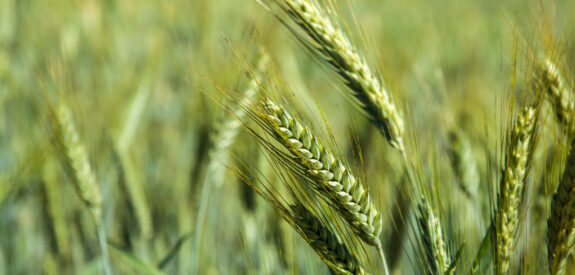 Green wheat stalks in sharp focus with a softly blurred field background.