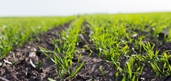 Young green plants in neat rows sprout from soil beneath a clear sky, viewed close to the ground.