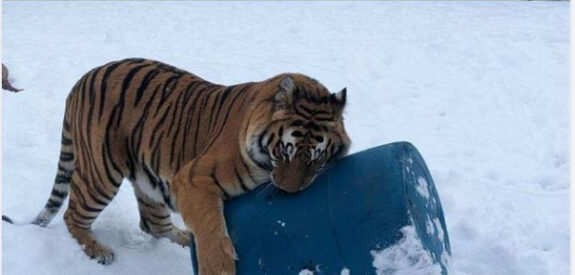 A tiger interacts with a big blue barrel in the snowy grounds of Pine Grove Zoo.