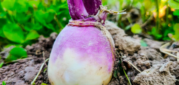 Purple and white turnip growing in soil with green leaves around it, shown in close-up.