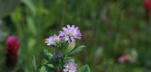 Purple wildflowers with green leaves bloom, backed by softly blurred green grass.