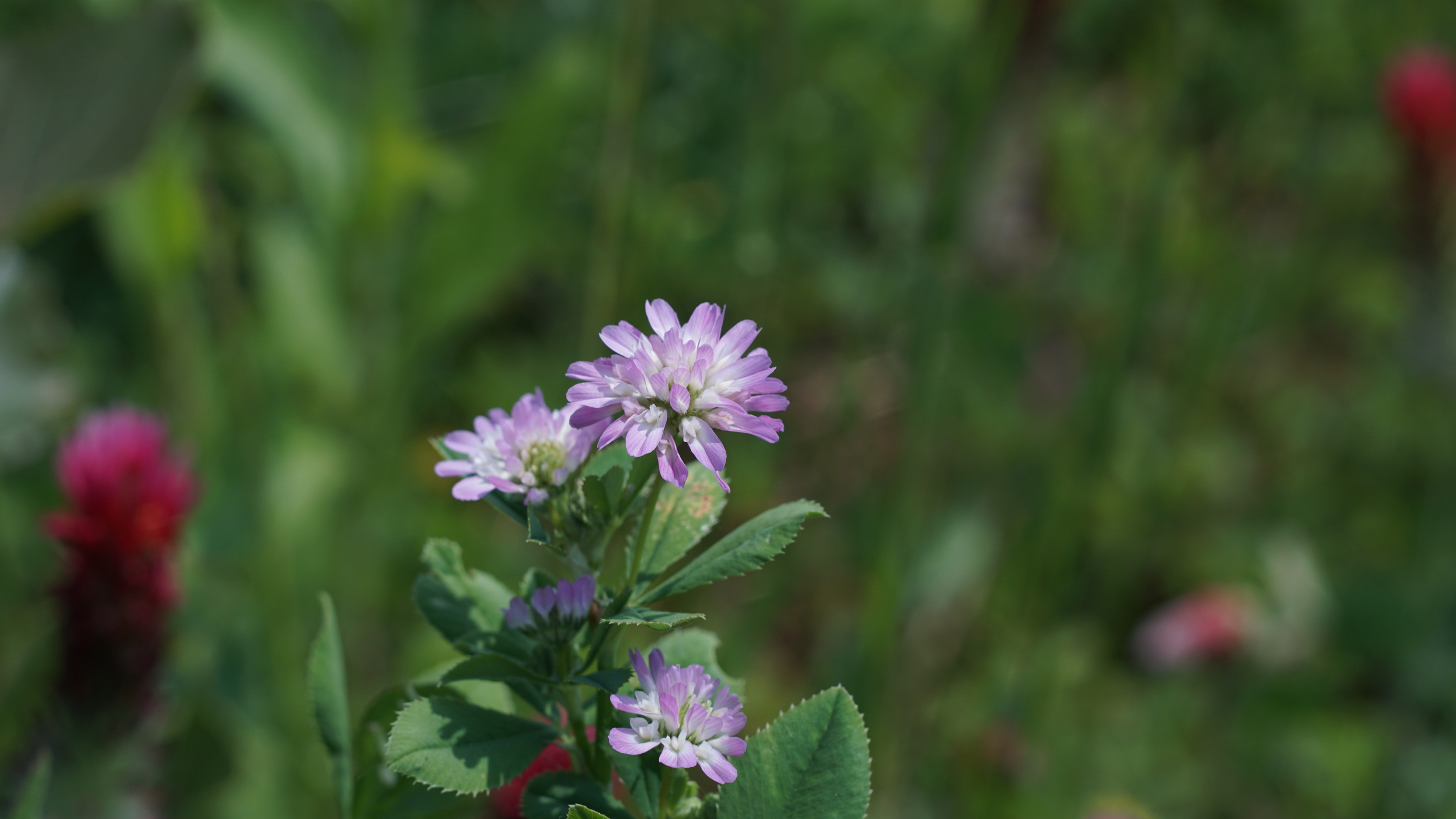Persian Clover Cover Crop Purple Flower