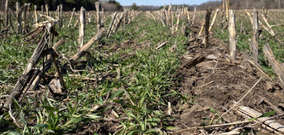 Green cover crops and corn stalks stretch across a field beneath a bright, cloudless blue sky.