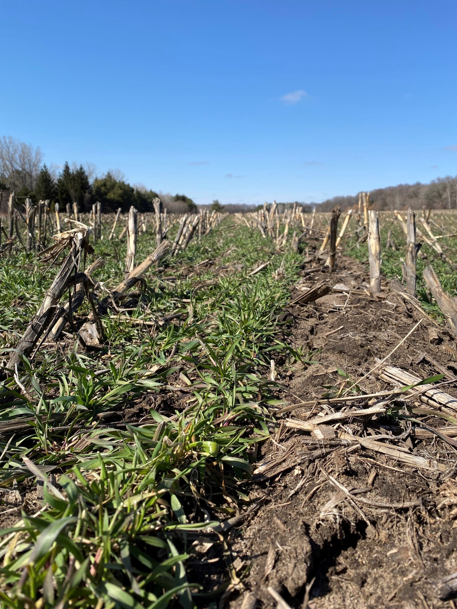Up close view of field filled with winter cereal rye cover crops