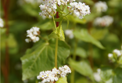 Small white flower clusters with green leaves and red stems grow outdoors in a garden.