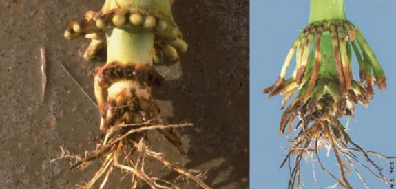 Two corn stalk bases with distinct root systems are displayed side by side on contrasting backgrounds.