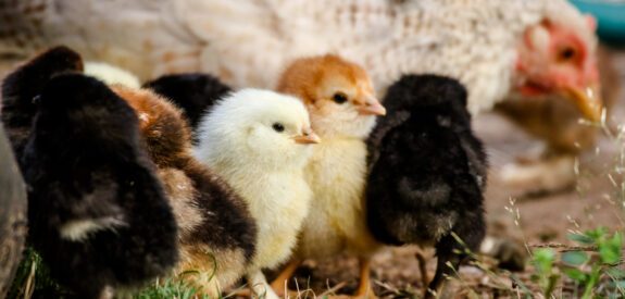 Fluffy chicks of various colors stand on green grass next to a hen outside.