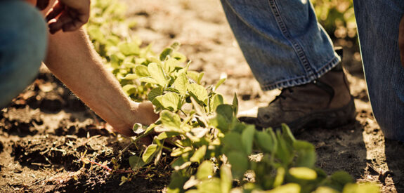 Two people wearing jeans care for green plants under sunlight in a garden or farm field.