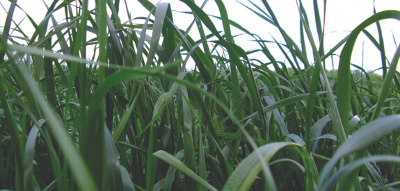 Tall green grass blades in sharp focus against a soft, pale sky backdrop.