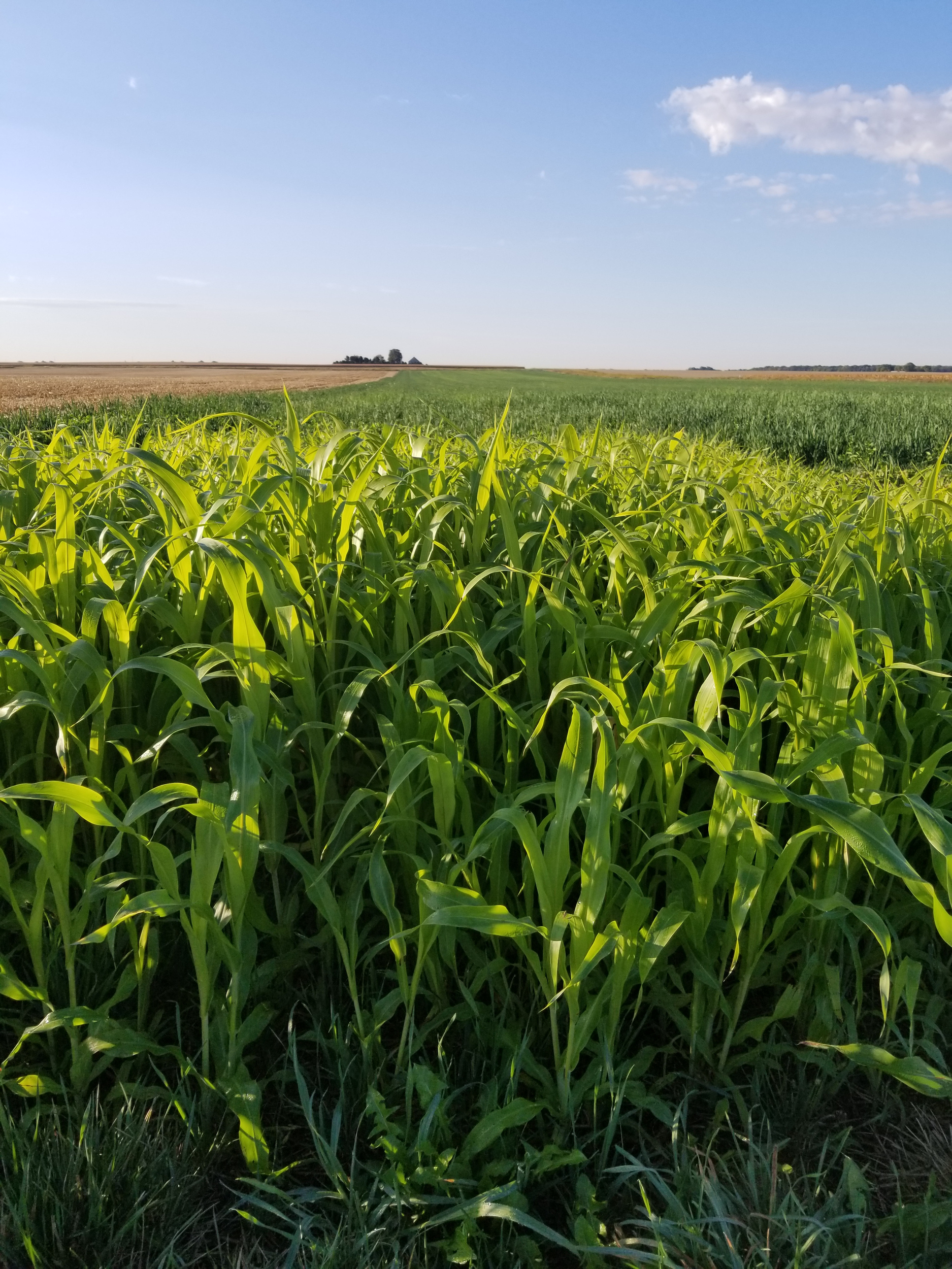 Sorghum Sudangrass