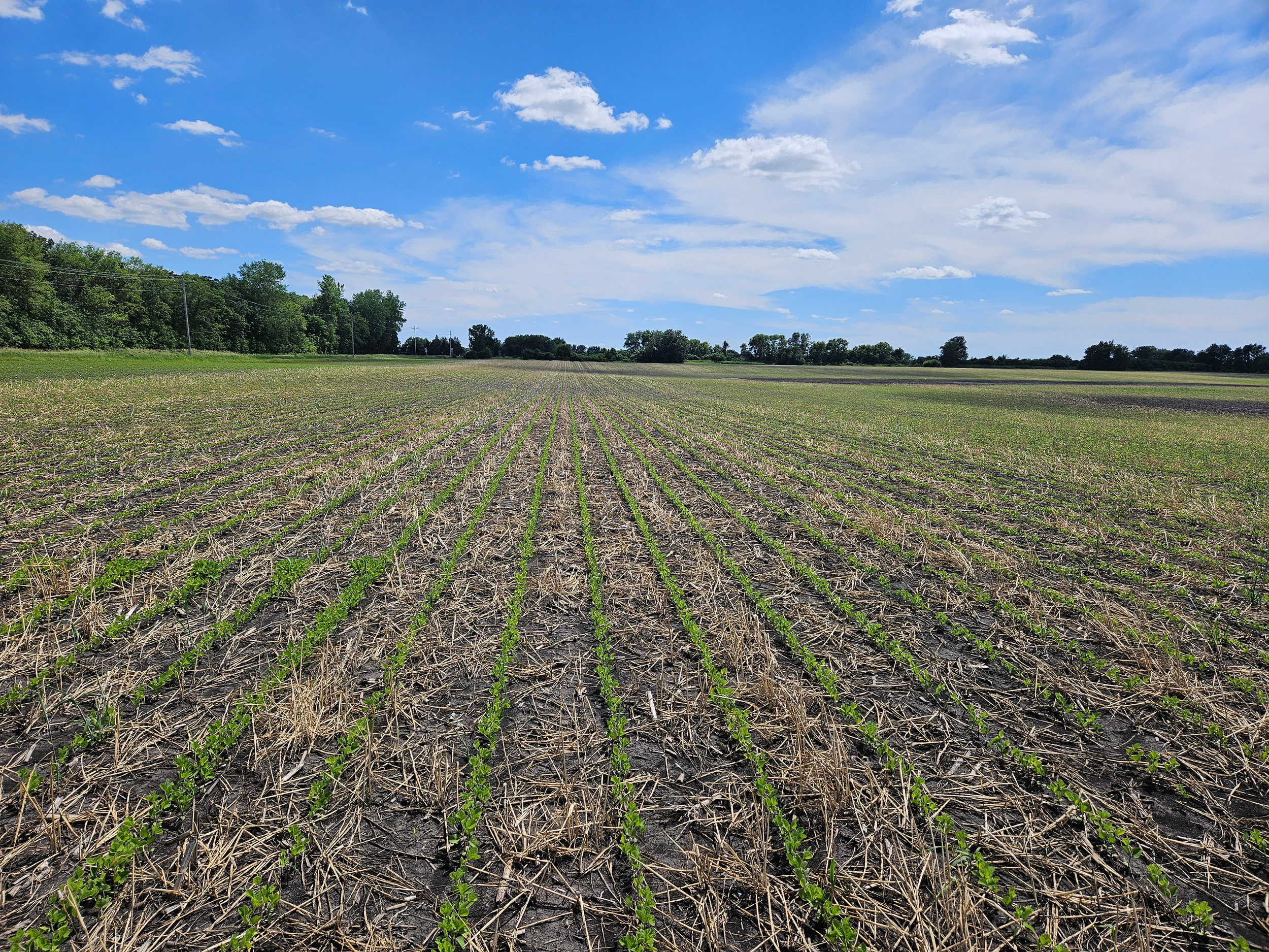 Shortly after planting, the rye residue is breaking down and adding organic matter to the soil.