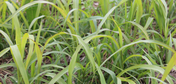 Dense green grass blades in soil with occasional brown patches among the foliage.