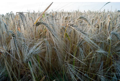 Golden barley heads with spiky tips fill a field beneath a bright, clear sky.
