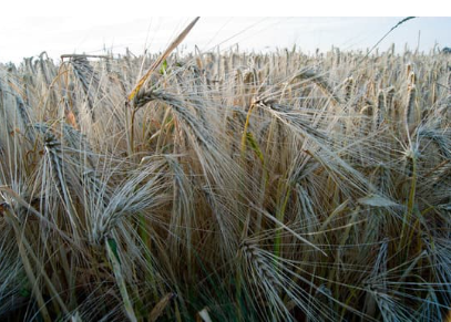 Winter Barley