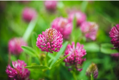 Vivid pink clover blooms surrounded by green leaves set against a softly blurred background.