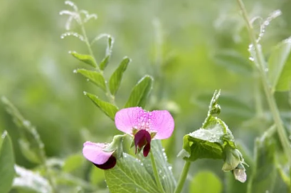 Pink wildflower surrounded by green leaves and dew drops in a grassy field, shown in close-up.