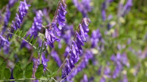 Blooming purple wildflowers surrounded by green leaves and stems in a close-up view.