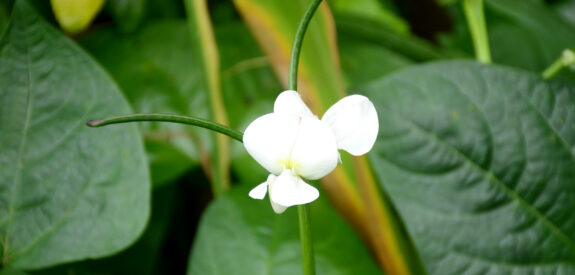 White three-petaled flower with long green stems, framed by large, lush green leaves.