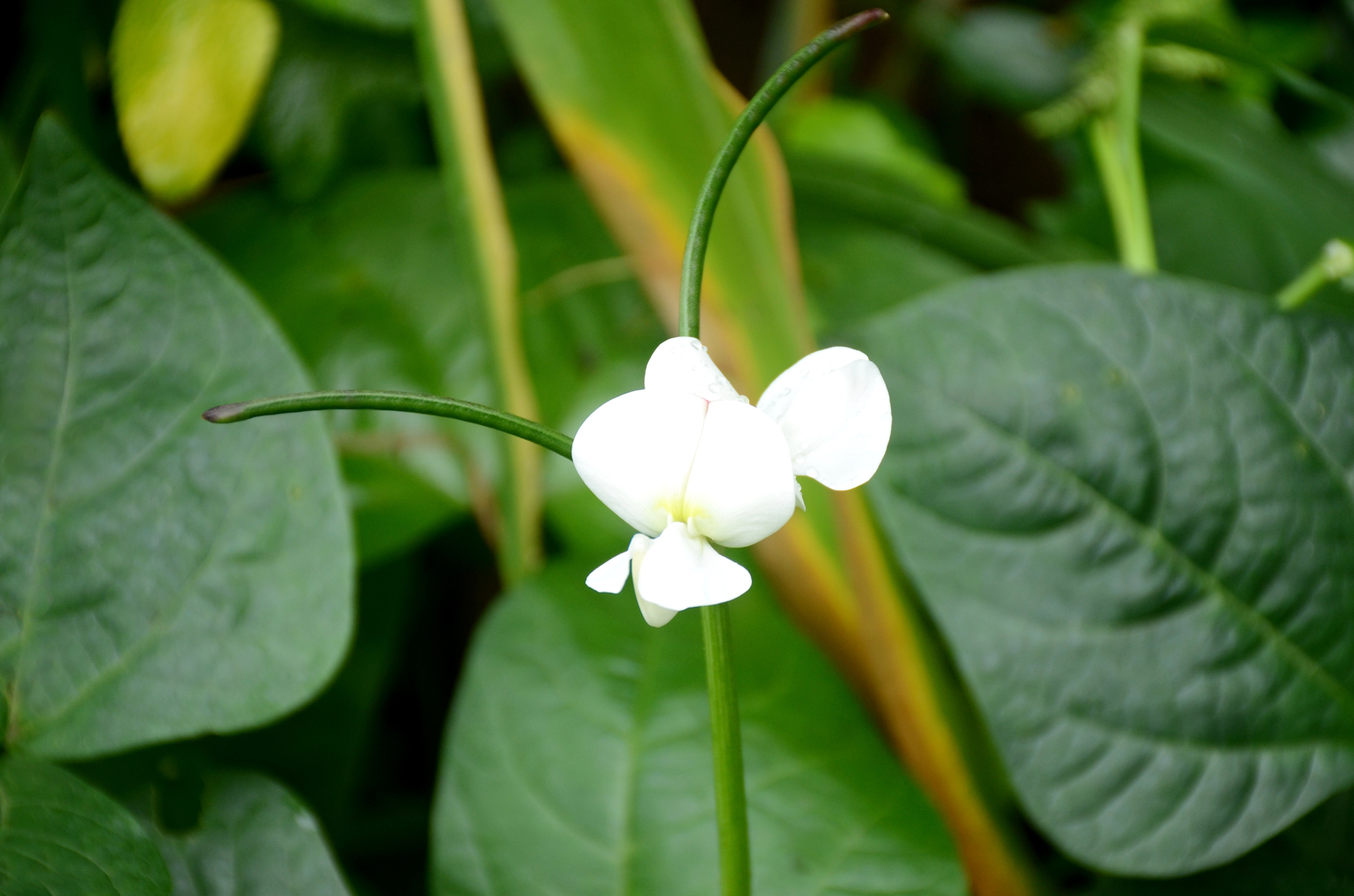 Cowpeas