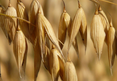 Oat grains hang from a stalk in a field, sharply focused against a soft, blurred background.