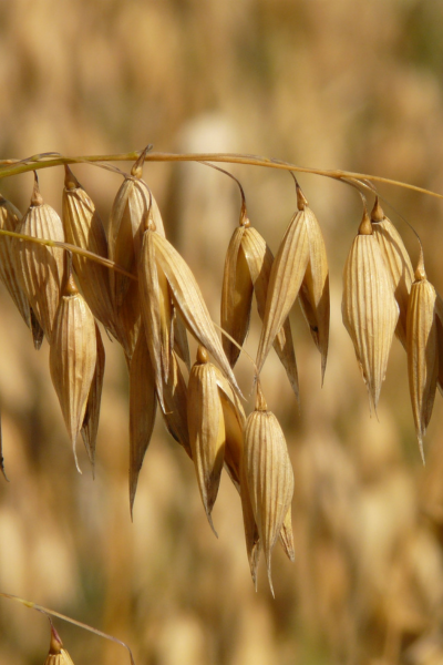 Oats