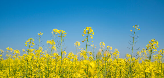 Yellow flowers bloom in a field beneath a clear blue sky on a bright, sunny day.