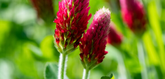 Red clover flowers with bright green leaves blooming in a sunlit field.