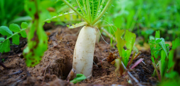 White radish partially above soil with green leaves, surrounded by other garden plants.