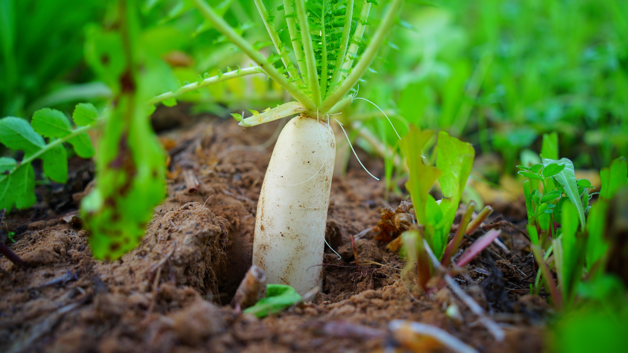 Daikon Radish