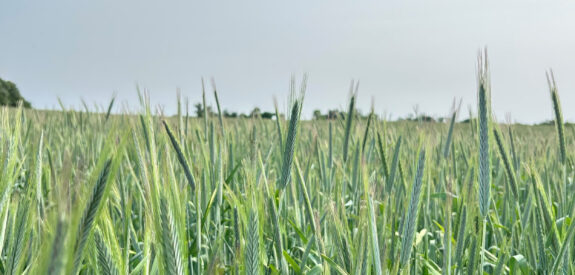 Tall green wheat sways in a lush field beneath a clear blue sky.