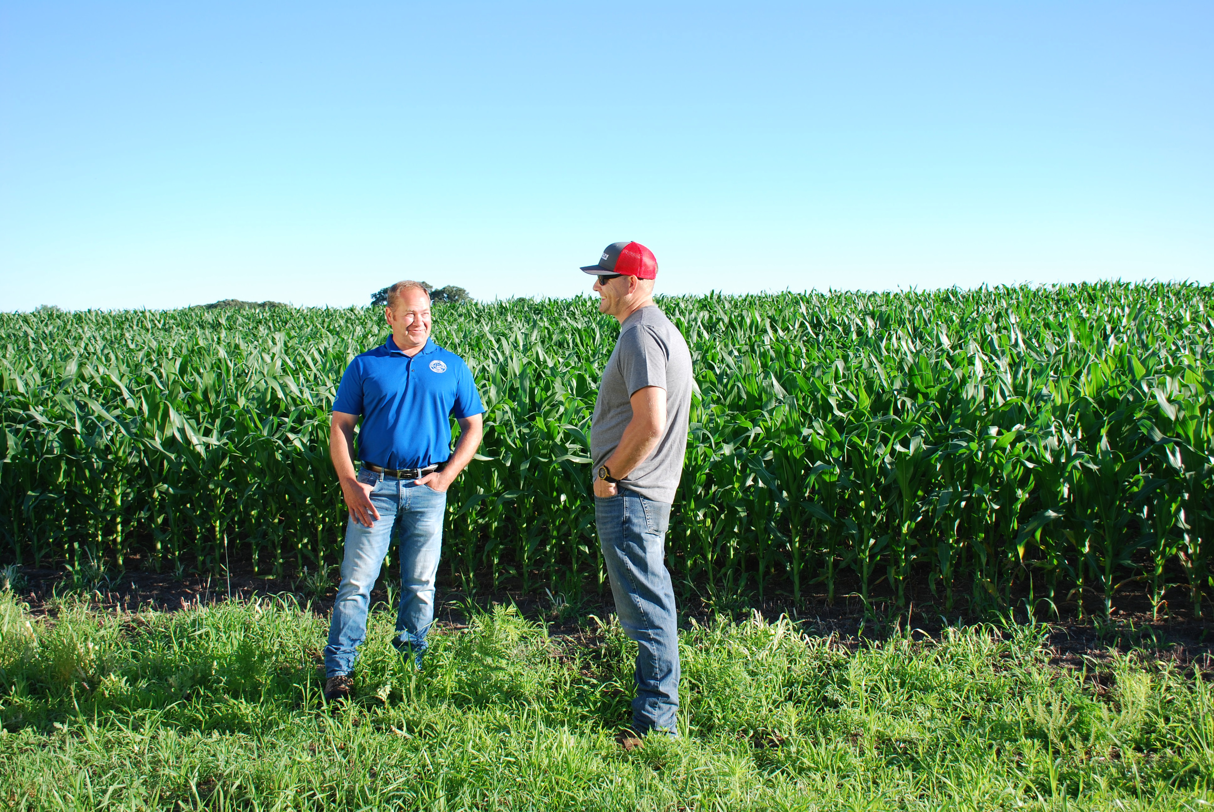 Two men converse in a lush green cornfield under a clear blue sky. One wears a blue shirt, the other a red cap and gray shirt.