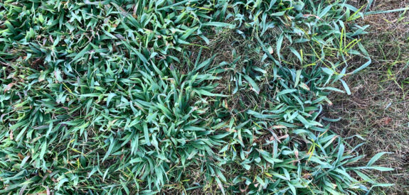 Uneven turf with patches of green grass and visible brown, dry spots throughout.