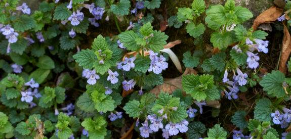 Small purple flower clusters and green leaves beside a rock, surrounded by scattered brown leaves.