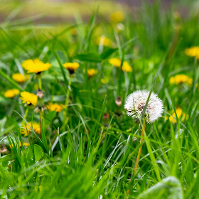 White dandelion seed head among vibrant yellow flowers and lush green grass.