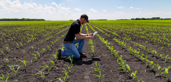 Person kneeling in a crop field, checking plants and taking notes on a sunny day.